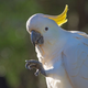 Imagen para el artículo titulado Por qué las aves más inteligentes tienen una esperanza de vida cada vez más parecida a la de los humanos